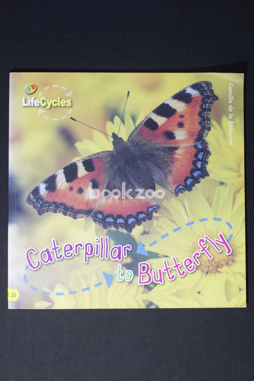 Caterpillar to Butterfly